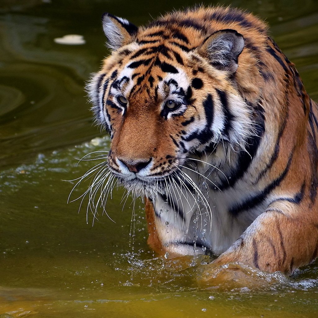 Обои тигр, вода, хищник, купание, дикая кошка, tiger, water, predator, bathing, wild cat разрешение 1920x1200 Загрузить