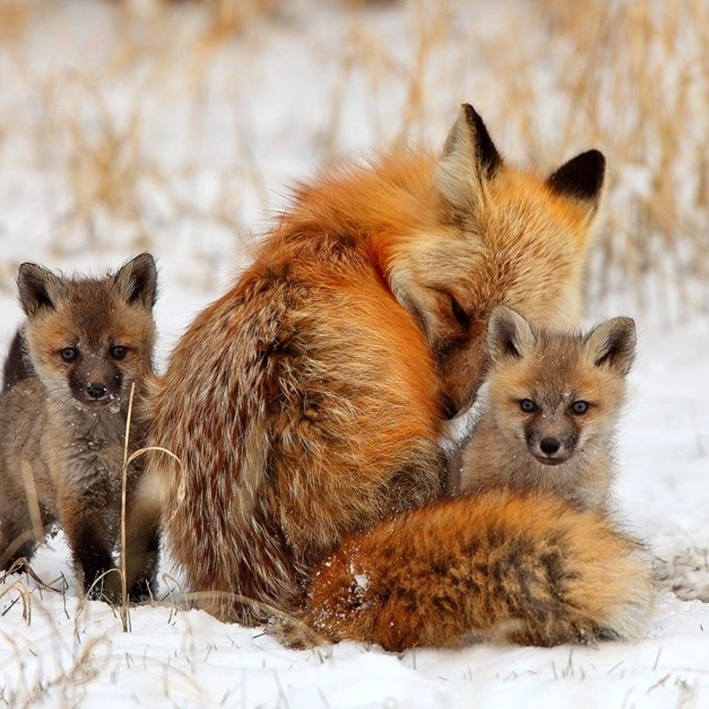 Обои снег, зима, лиса, лисица, детеныши, лисята, snow, winter, fox, cubs разрешение 2000x1322 Загрузить