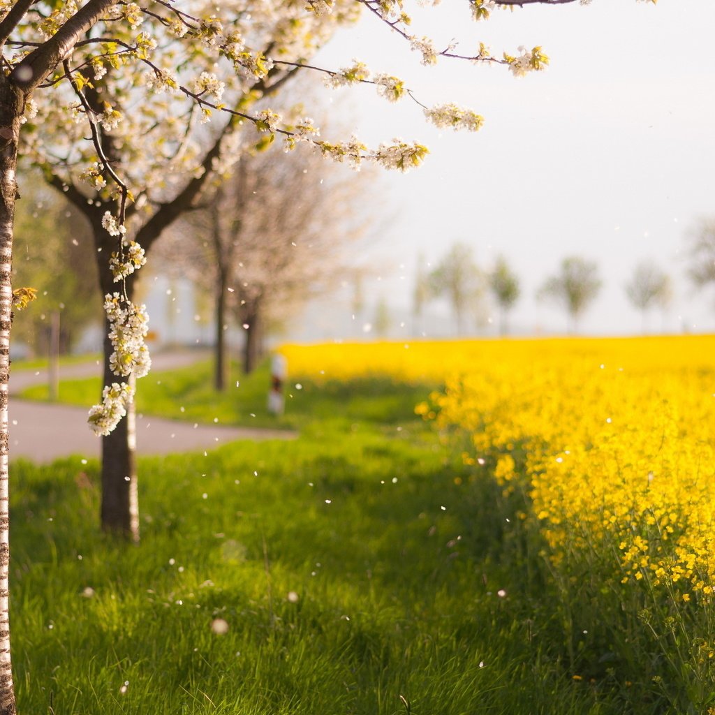 Обои цветы, деревья, природа, цветение, поле, лепестки, весна, flowers, trees, nature, flowering, field, petals, spring разрешение 2560x1600 Загрузить