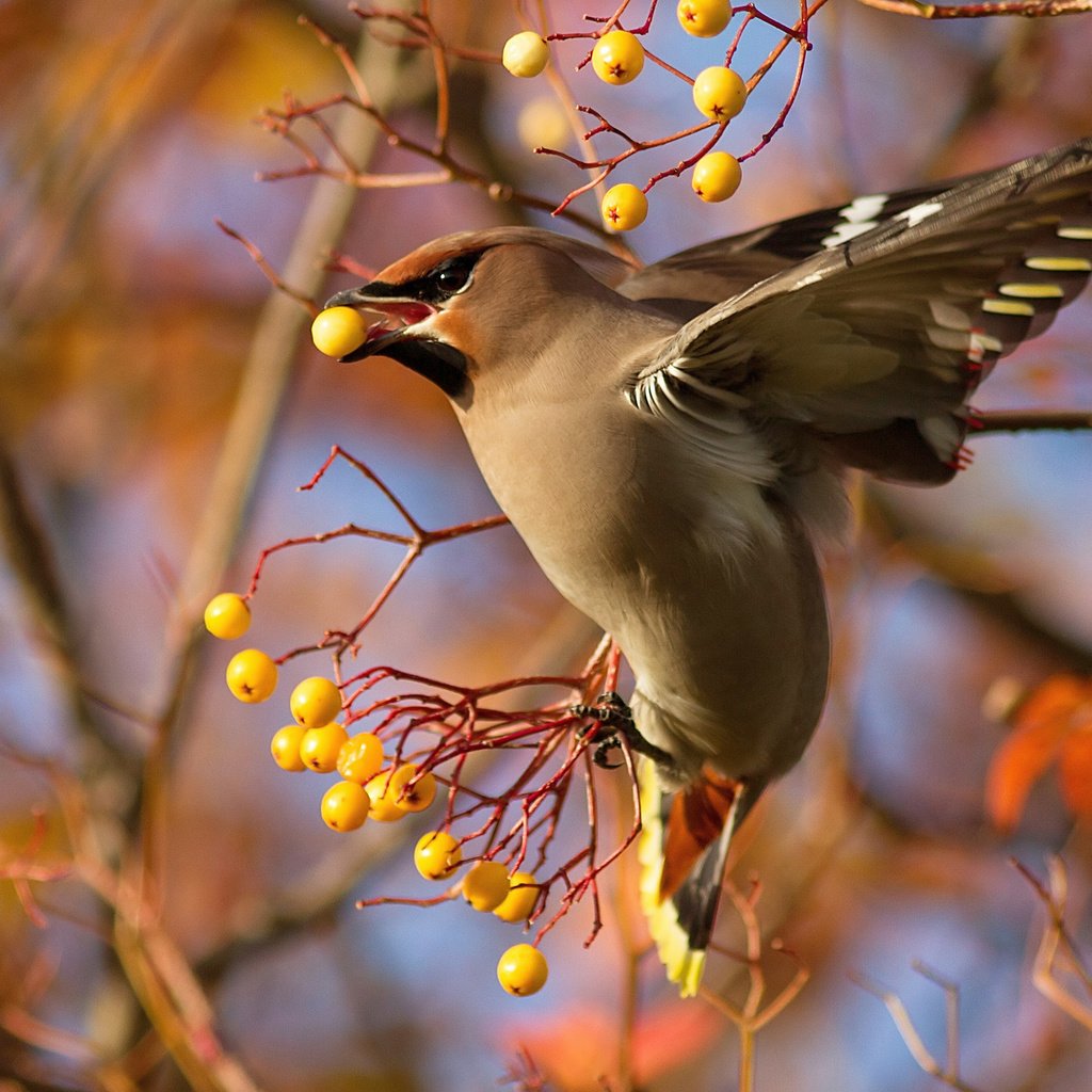 Обои ветка, птица, ягоды, свиристель, branch, bird, berries, the waxwing разрешение 2048x1410 Загрузить