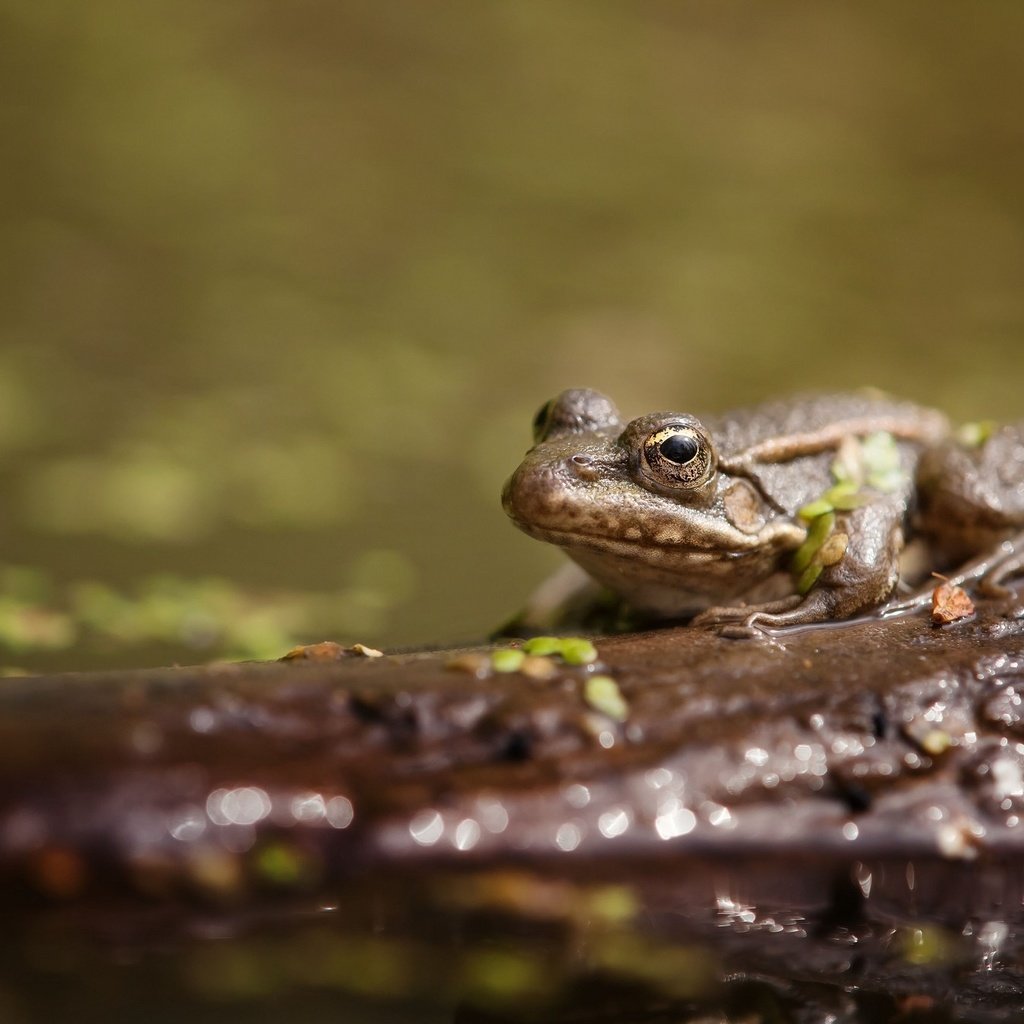 Обои вода, животные, лягушка, пруд, жаба, water, animals, frog, pond, toad разрешение 2048x1339 Загрузить