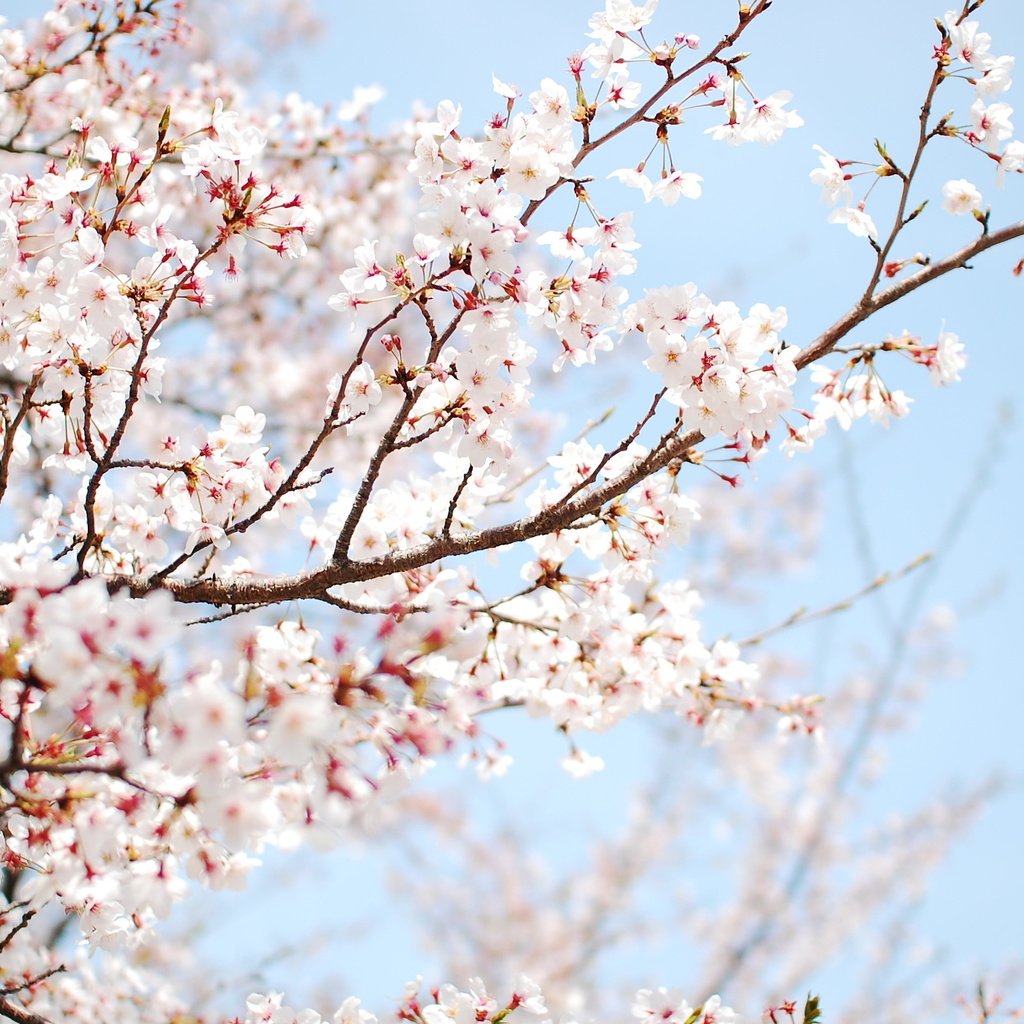 Обои небо, цветы, дерево, цветение, ветки, весна, слива, the sky, flowers, tree, flowering, branches, spring, drain разрешение 2560x1600 Загрузить