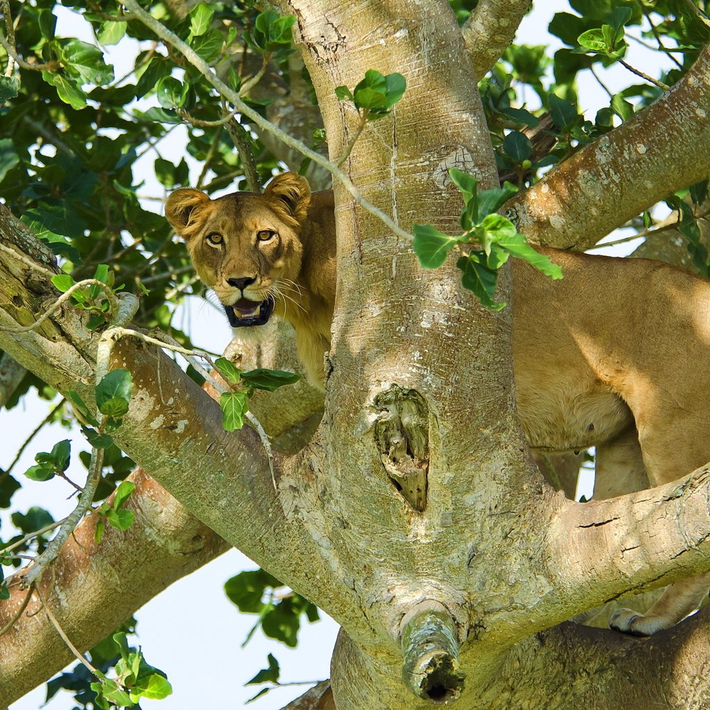 Обои дерево, листья, взгляд, хищник, лев, львица, tree, leaves, look, predator, leo, lioness разрешение 2560x1600 Загрузить