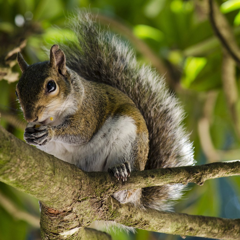 Обои дерево, животные, ветки, белка, белочка, tree, animals, branches, protein, squirrel разрешение 2048x1356 Загрузить