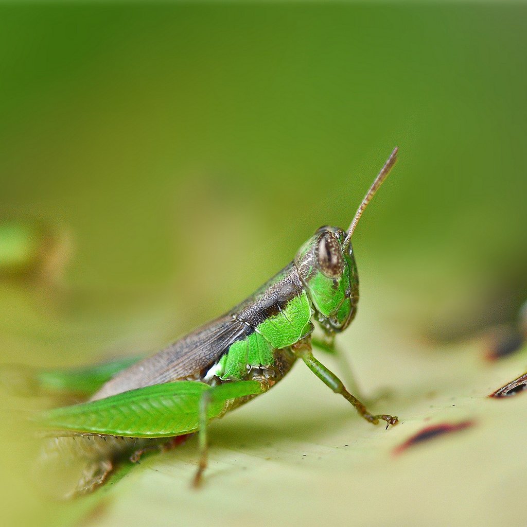 Обои глаза, насекомые, усики, кузнечик, эеленый, eyes, insects, antennae, grasshopper, green разрешение 2048x1360 Загрузить