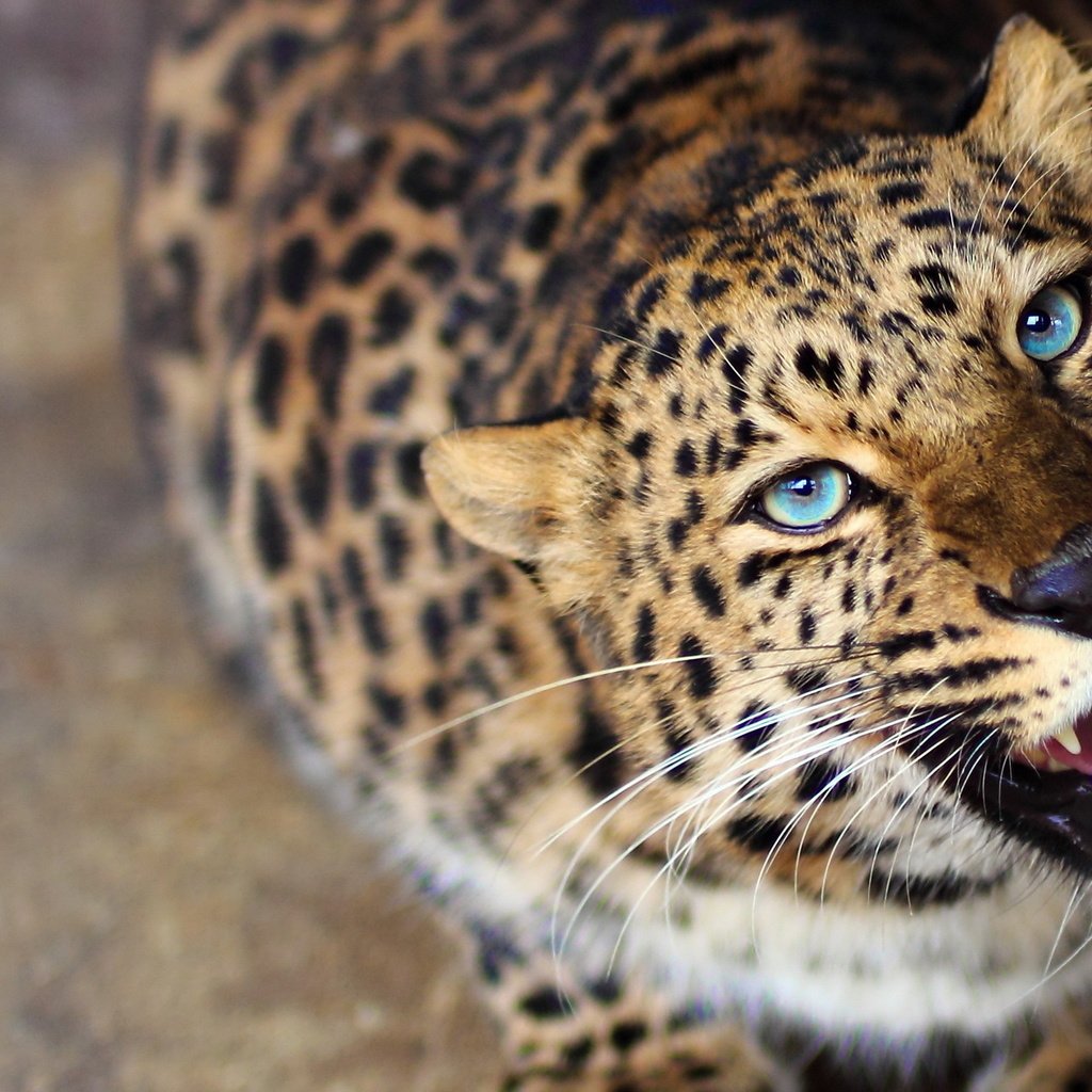 Обои морда, леопард, хищник, любопытство, оскал, face, leopard, predator, curiosity, grin разрешение 1920x1280 Загрузить