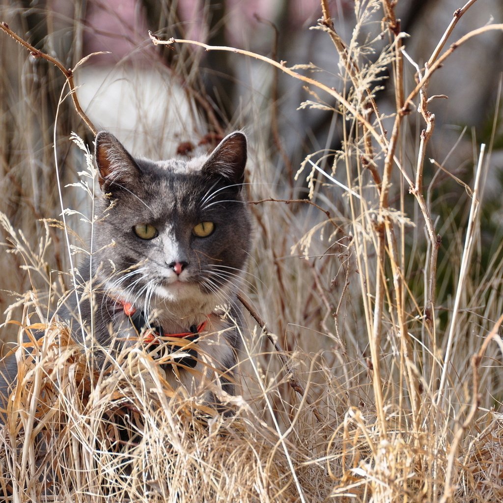 Обои трава, природа, кот, кошка, grass, nature, cat разрешение 1920x1200 Загрузить