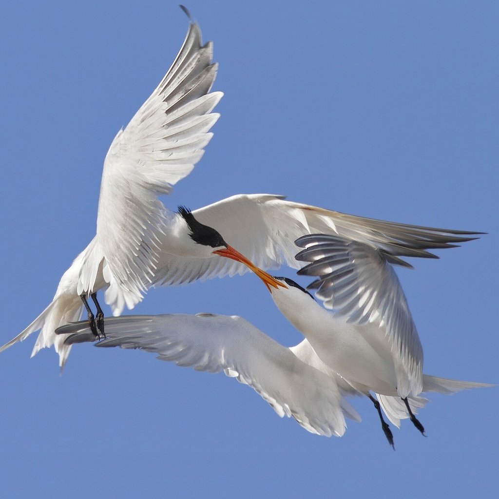 Обои небо, крылья, птицы, любовь, поцелуй, крачки, the sky, wings, birds, love, kiss, terns разрешение 1920x1440 Загрузить