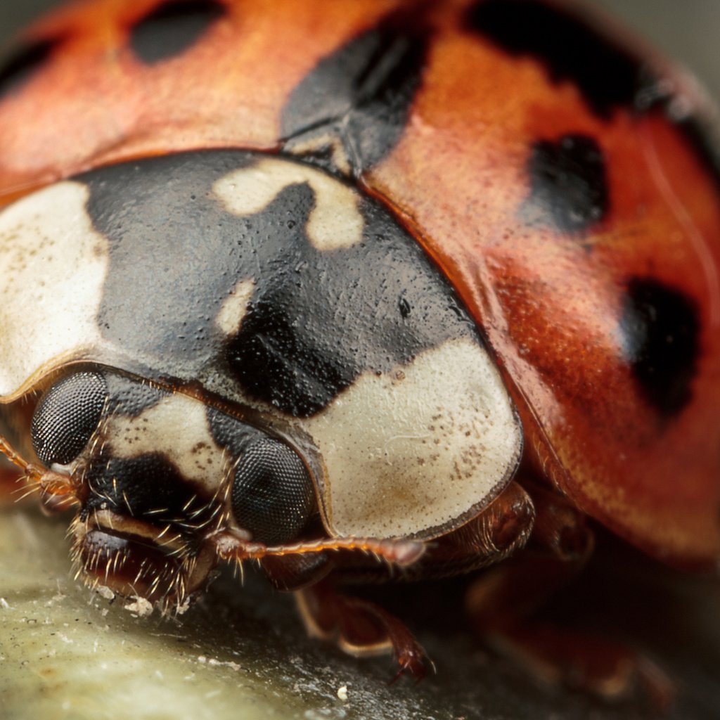 Обои жук, макро, насекомые, божья коровка, крупным планом, beetle, macro, insects, ladybug, closeup разрешение 1920x1200 Загрузить