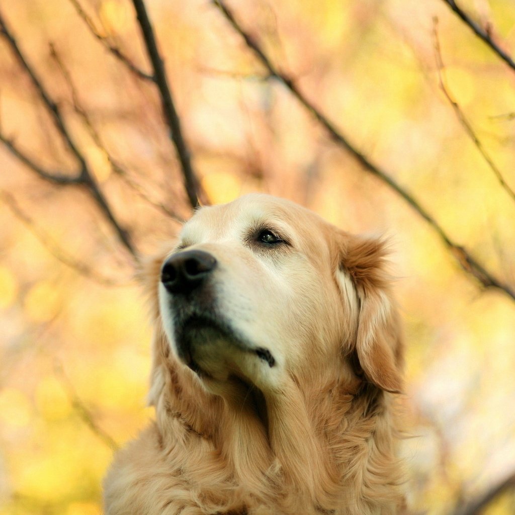 Обои взгляд, осень, собака, золотистый ретривер, look, autumn, dog, golden retriever разрешение 1920x1280 Загрузить