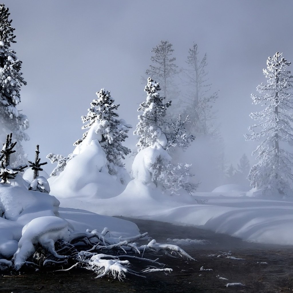 Снежные сугробы в лесу