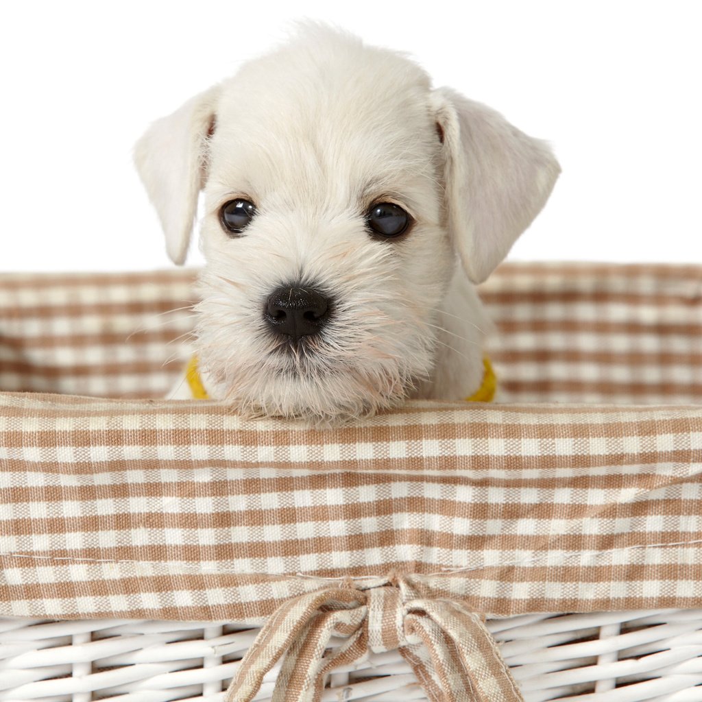Обои взгляд, белый, собака, щенок, корзинка, милый щенок, look, white, dog, puppy, basket, cute puppy разрешение 2880x1800 Загрузить
