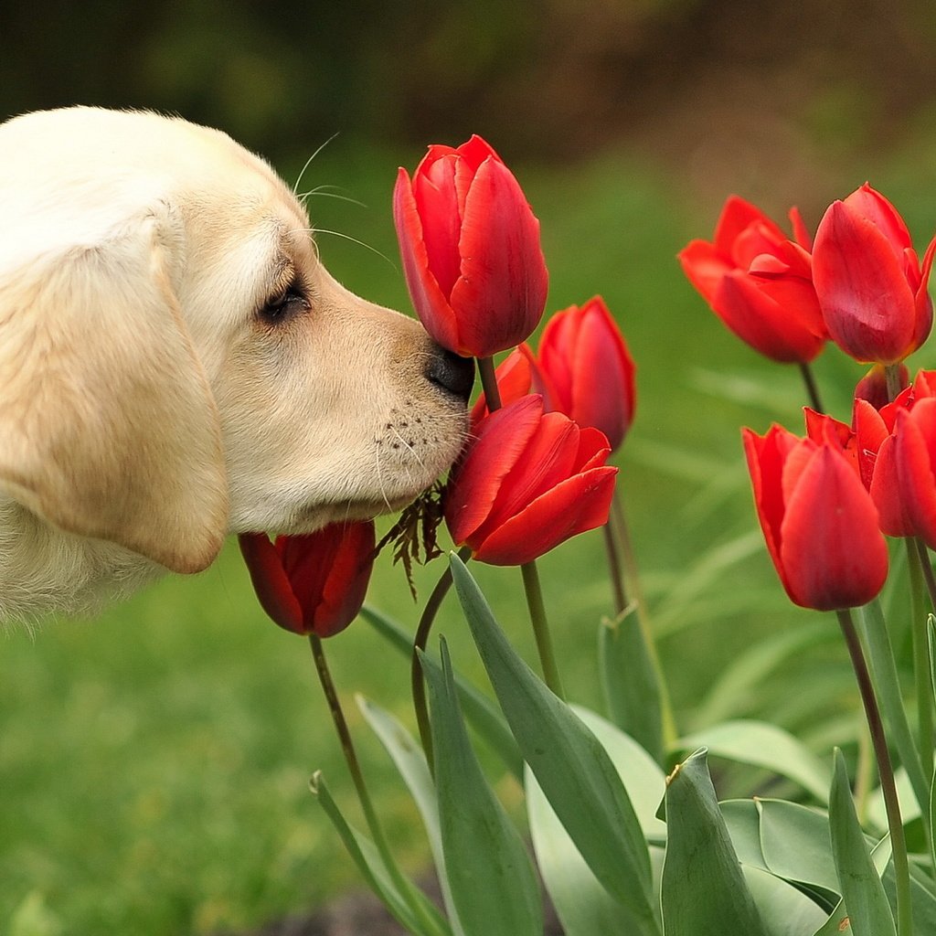 Обои цветы, собака, щенок, тюльпаны, ошейник, лабродор, flowers, dog, puppy, tulips, collar, labrador разрешение 1920x1200 Загрузить