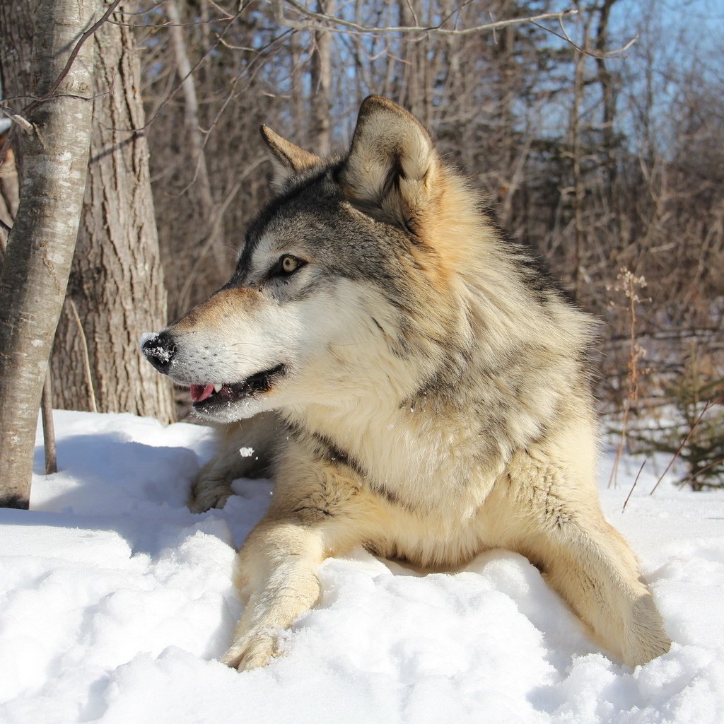 Обои деревья, снег, зима, хищник, волк, лежать, trees, snow, winter, predator, wolf, lie разрешение 1920x1200 Загрузить