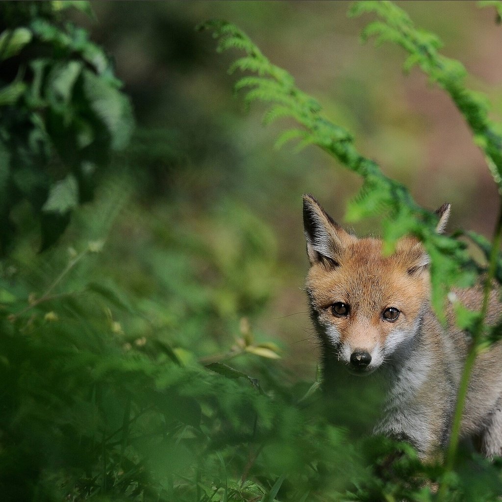 Обои трава, природа, мордочка, взгляд, лиса, лисенок, grass, nature, muzzle, look, fox разрешение 1920x1330 Загрузить