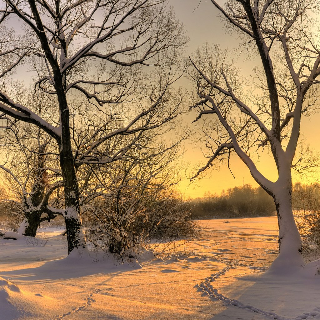 Обои деревья, солнце, снег, зима, следы, trees, the sun, snow, winter, traces разрешение 2560x1600 Загрузить