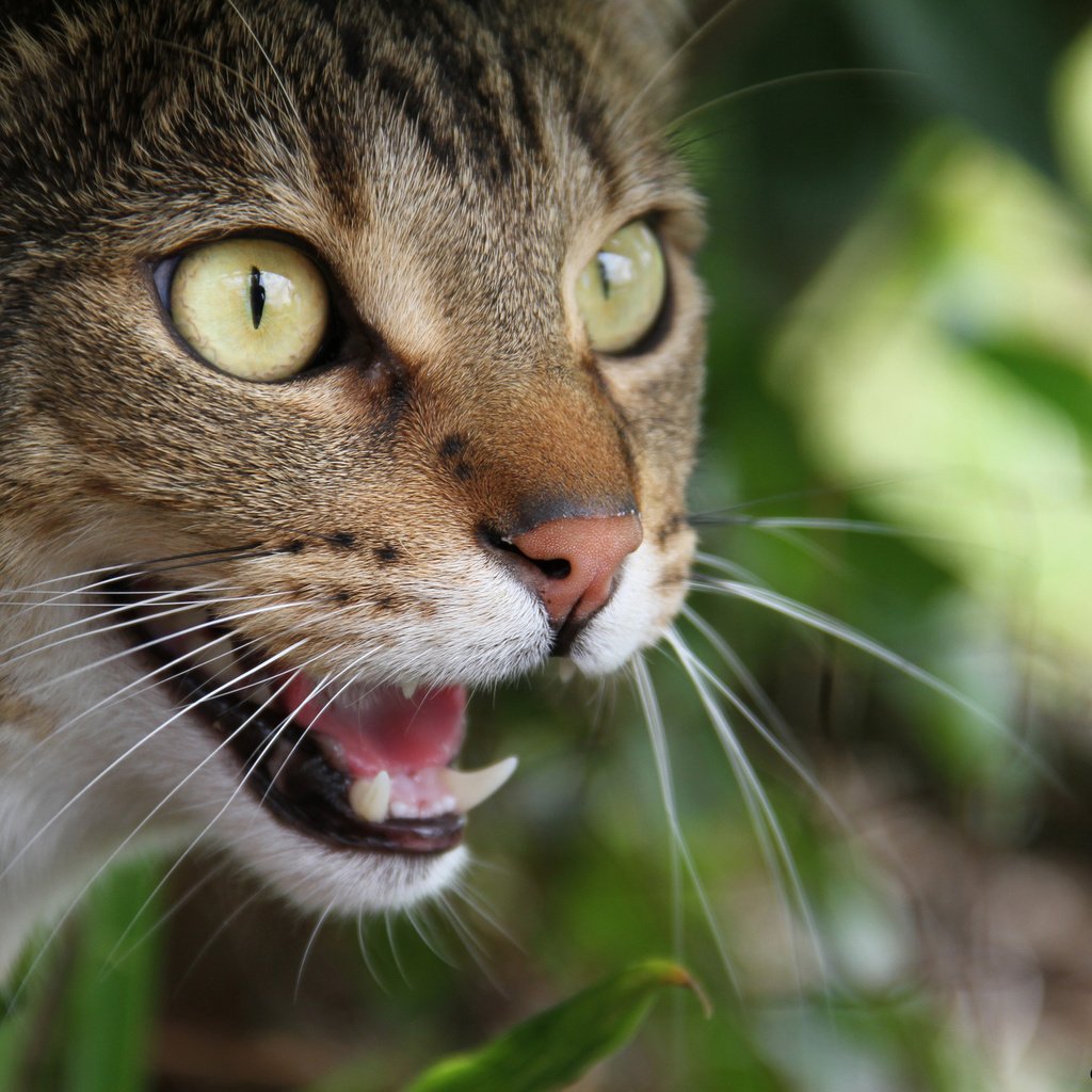 Обои морда, кот, кошка, взгляд, зубы, face, cat, look, teeth разрешение 2048x1365 Загрузить