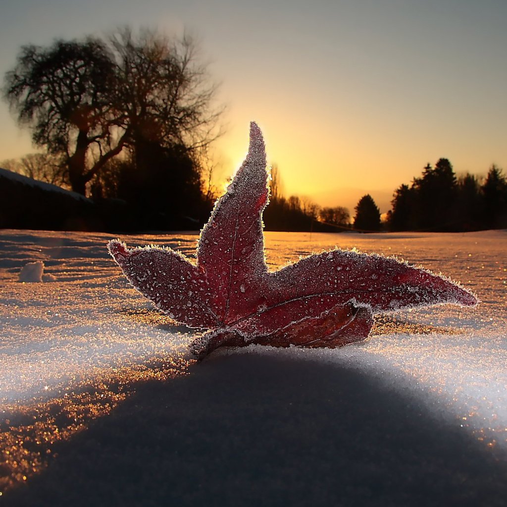 Обои небо, свет, вечер, снег, макро, мороз, иней, лист, the sky, light, the evening, snow, macro, frost, sheet разрешение 1920x1200 Загрузить