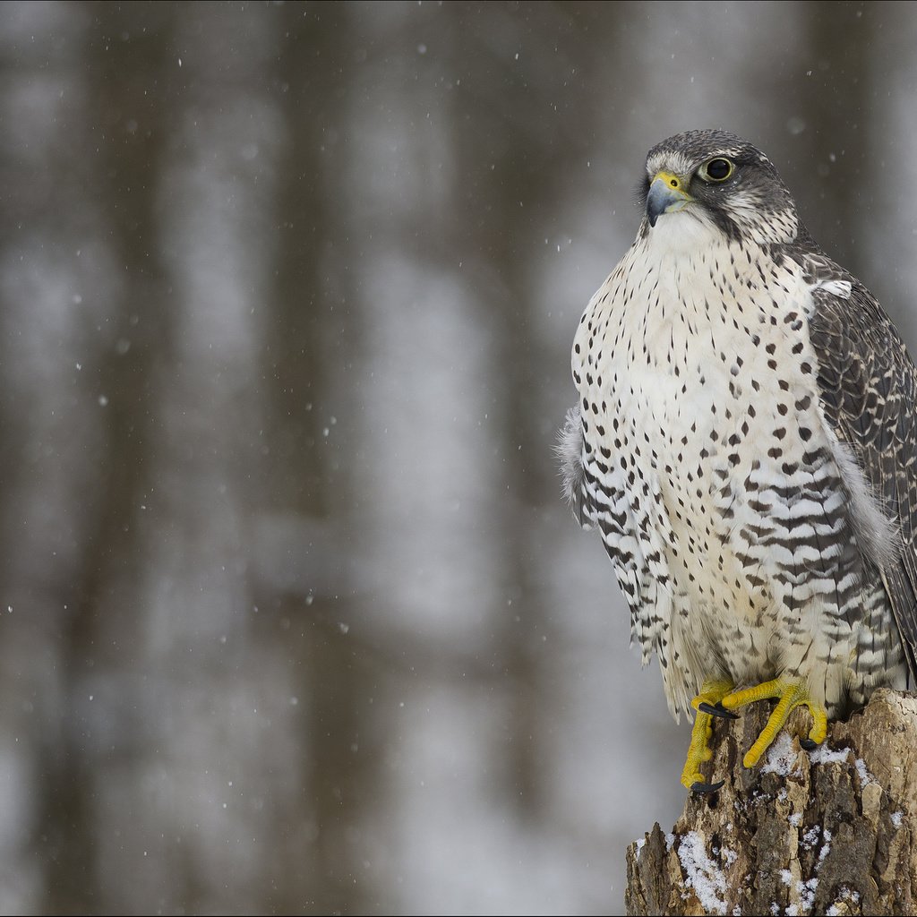 Обои снег, зима, взгляд, хищник, птица, сокол, кречет, snow, winter, look, predator, bird, falcon, merlin разрешение 2048x1486 Загрузить