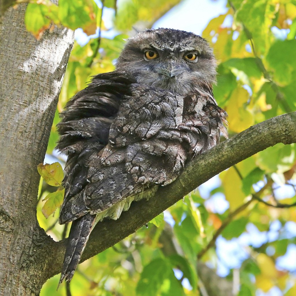 Обои сова, ветка, дерево, птица, owl, branch, tree, bird разрешение 2048x1797 Загрузить