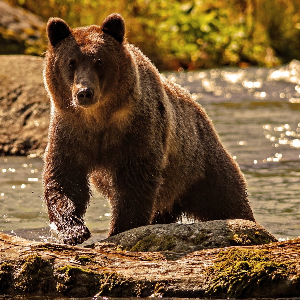 Обои вода, река, природа, медведь, water, river, nature, bear разрешение 2560x1600 Загрузить