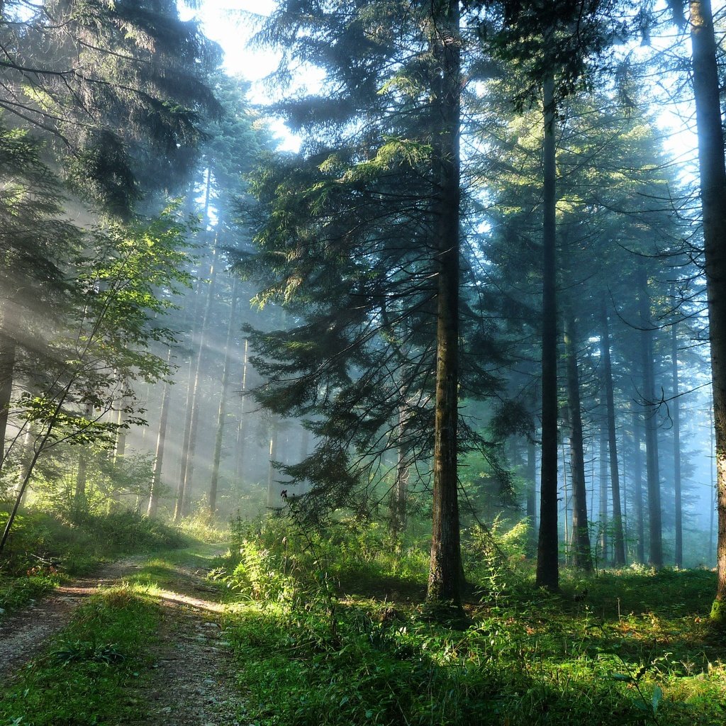 Хвойный лес пейзаж