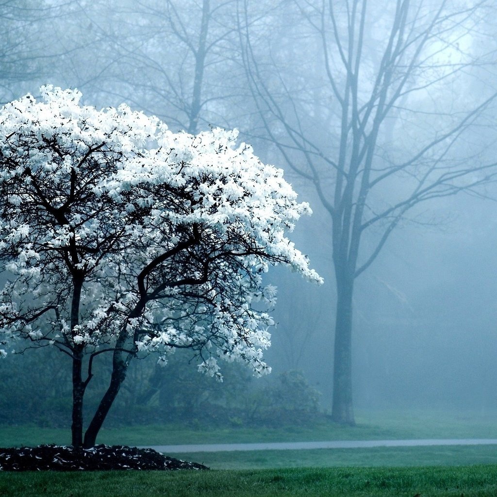 Обои дерево, цветение, лес, парк, туман, весна, tree, flowering, forest, park, fog, spring разрешение 2560x1440 Загрузить