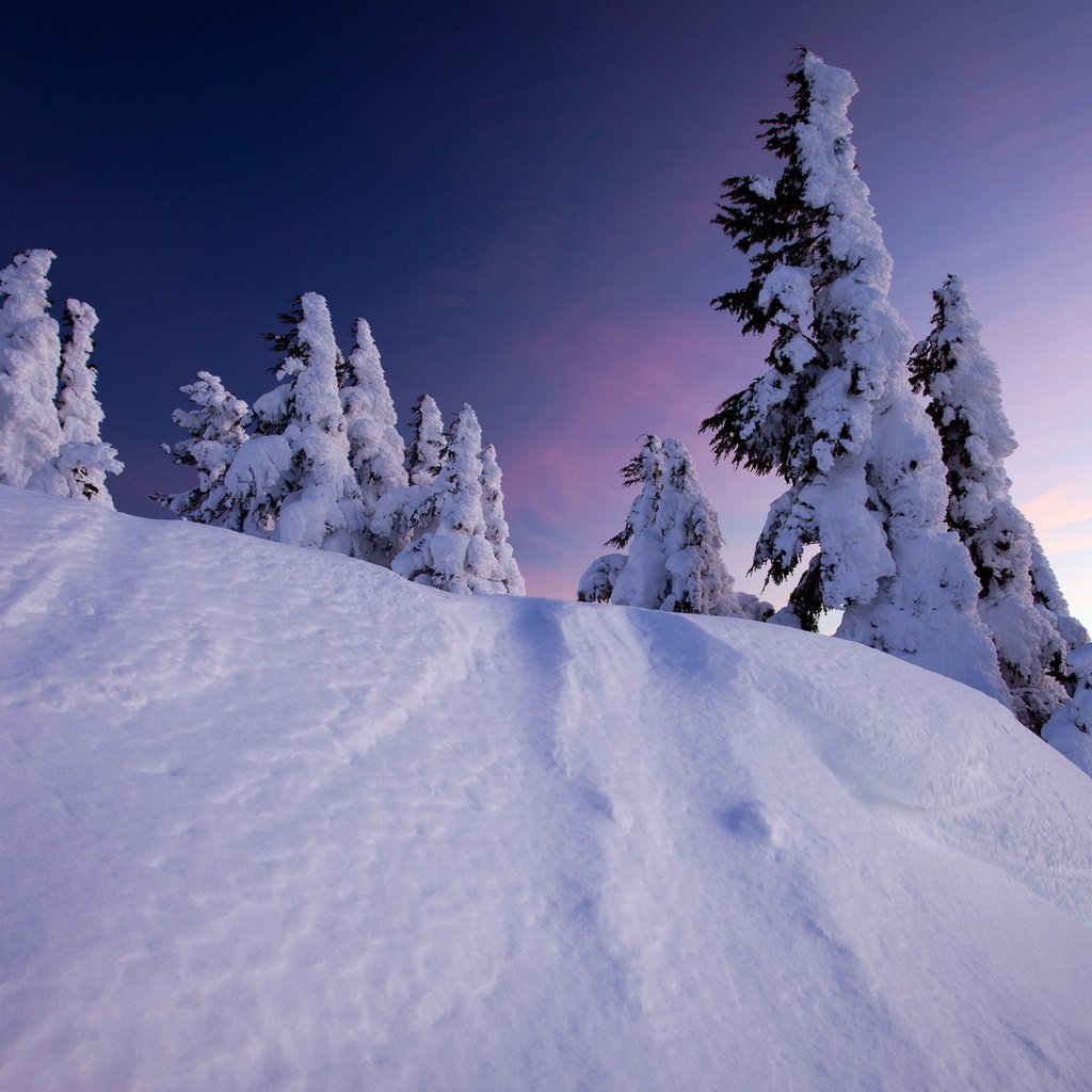 Обои деревья, снег, закат, зима, ели, trees, snow, sunset, winter, ate разрешение 1920x1200 Загрузить