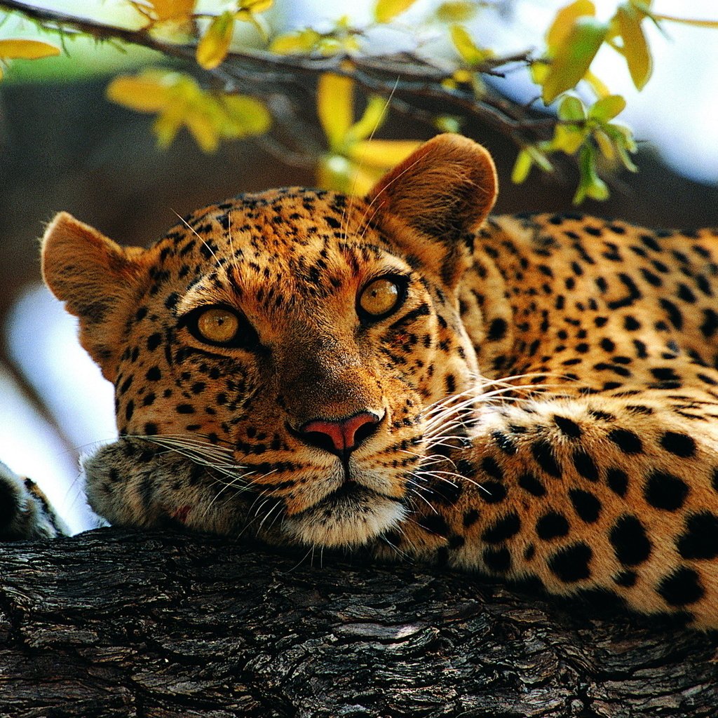 Обои дерево, лапы, взгляд, лежит, леопард, контраст, пятнистый, tree, paws, look, lies, leopard, contrast, spotted разрешение 1920x1200 Загрузить