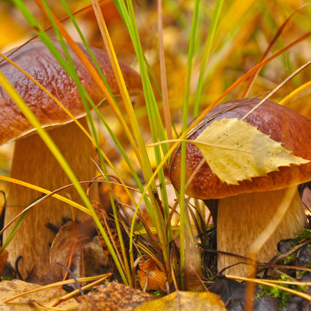 Обои трава, листья, макро, осень, грибы, гриб, grass, leaves, macro, autumn, mushrooms, mushroom разрешение 2560x1600 Загрузить