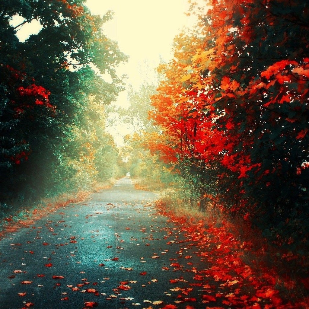 Обои дорога, деревья, природа, парк, осень, аллея, road, trees, nature, park, autumn, alley разрешение 1920x1080 Загрузить