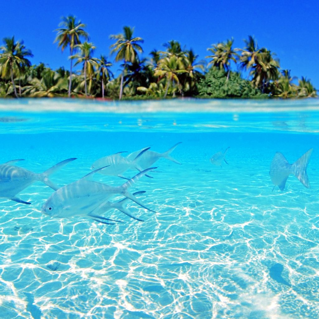 Обои рыбы, остров, тропики, мальдивы, fish, island, tropics, the maldives разрешение 2560x1600 Загрузить