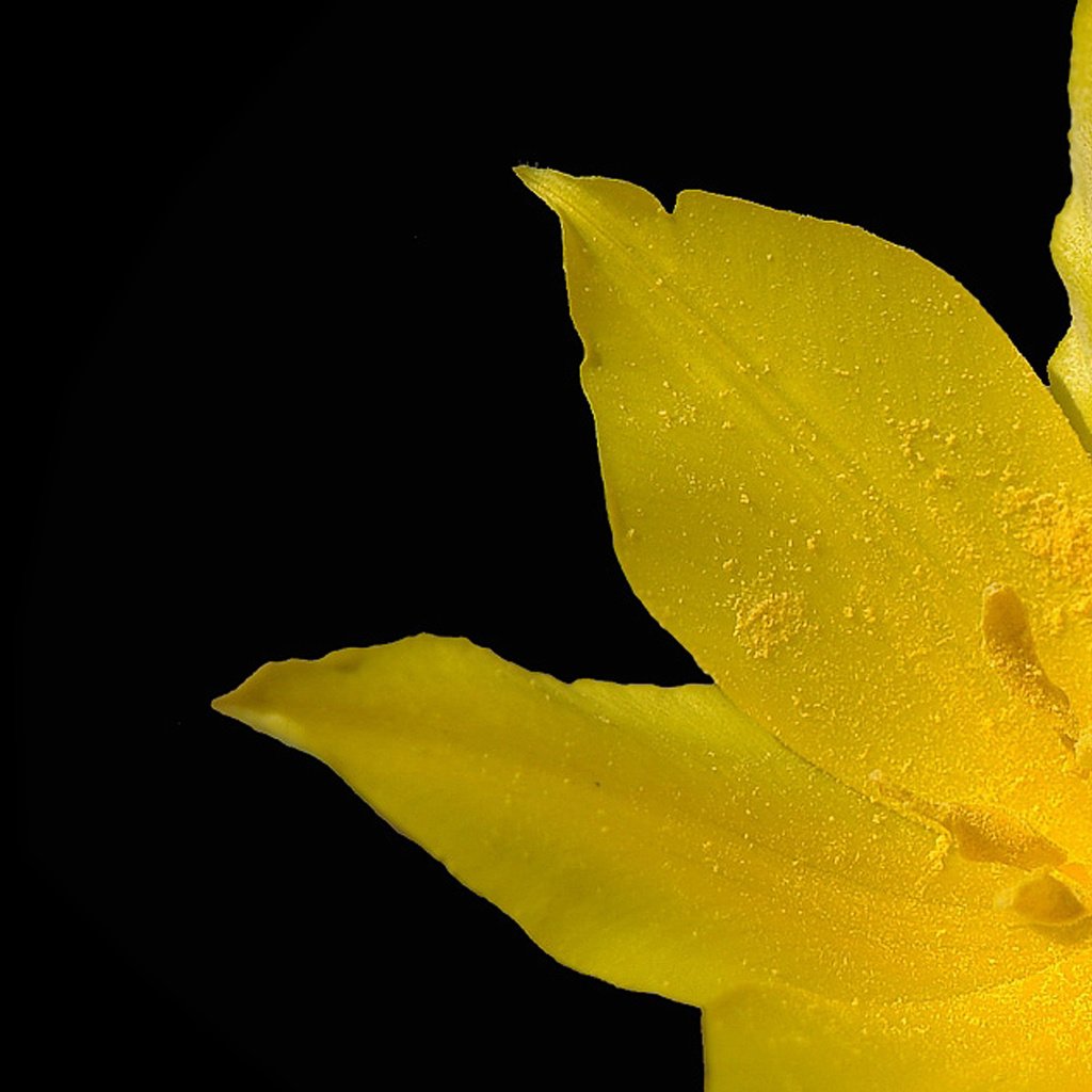 Обои макро, желтый тюльпан, macro, yellow tulip разрешение 2560x1600 Загрузить