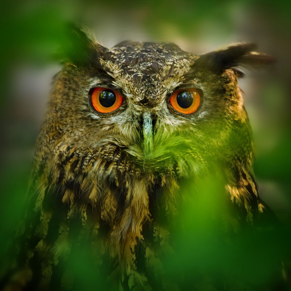 Обои глаза, сова, листья, размытость, птица, eyes, owl, leaves, blur, bird разрешение 2048x1365 Загрузить