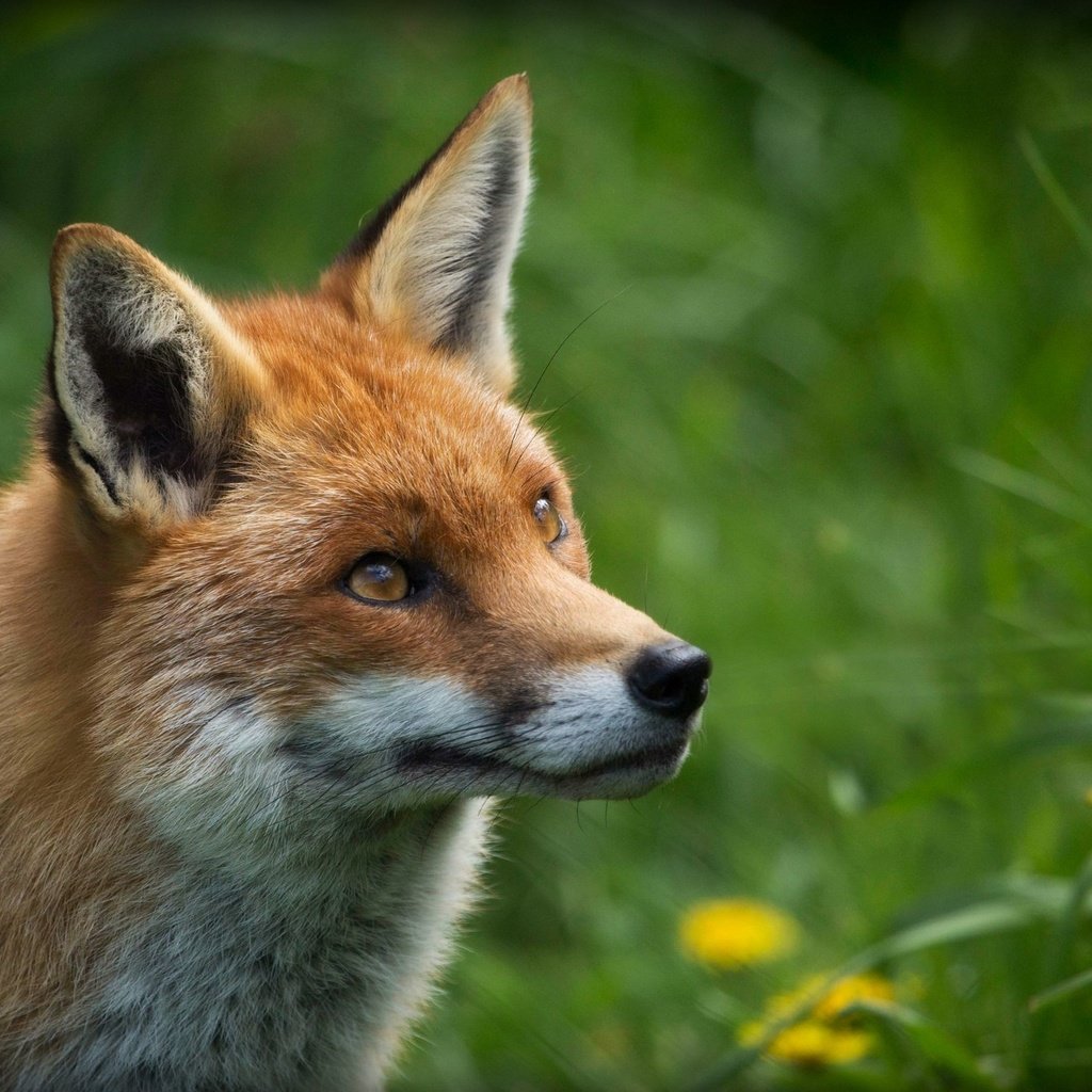 Обои глаза, цветы, трава, природа, рыжая, лиса, лисица, eyes, flowers, grass, nature, red, fox разрешение 2048x1333 Загрузить