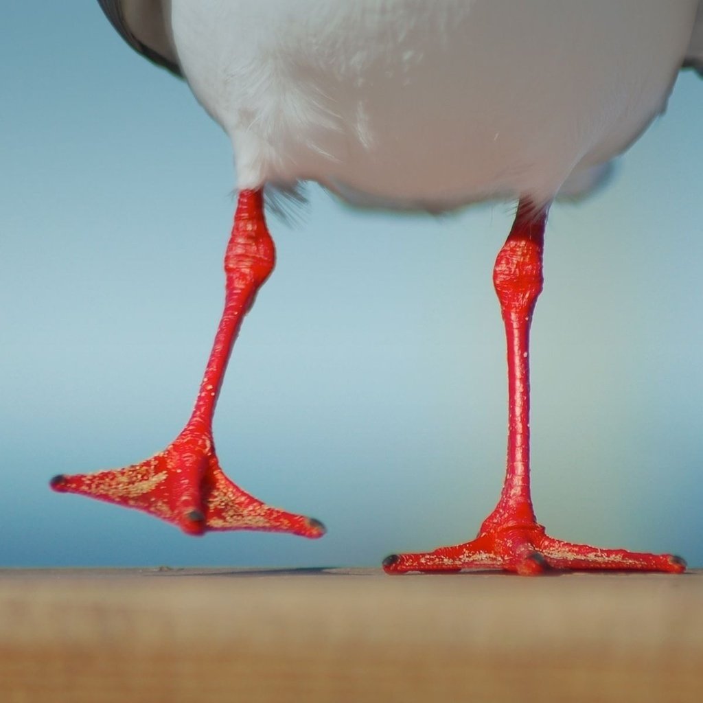 фото ног птицы