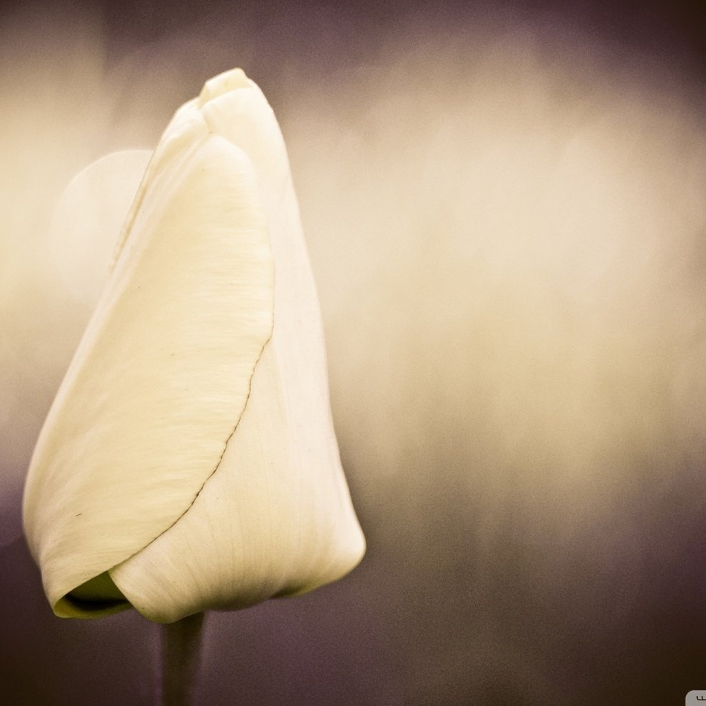 Обои белый, бутон, тюльпан, cvetok, tyulpan, buton, нераскрывшийся бутон, white, bud, tulip, unopened bud разрешение 1920x1200 Загрузить