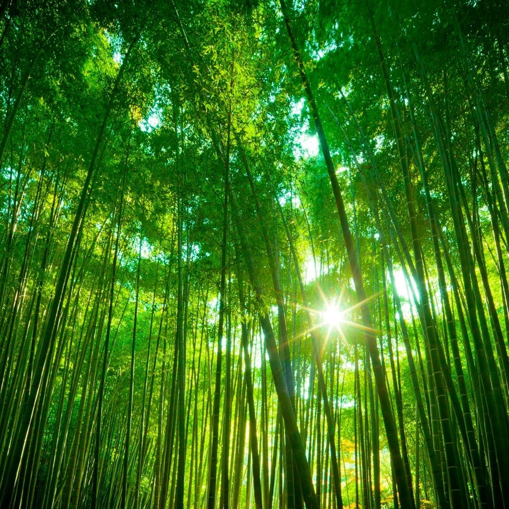 Обои лес, бамбук, тропики, forest, bamboo, tropics разрешение 1921x1178 Загрузить