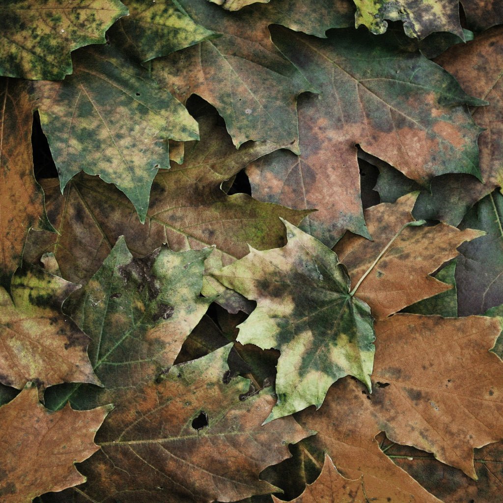 Обои текстура, листья, texture, leaves разрешение 1920x1200 Загрузить