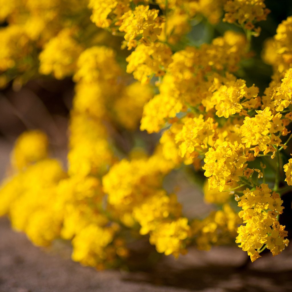 Обои цветы, цветение, желтые, кустарник, желтые цветы, flowers, flowering, yellow, shrub, yellow flowers разрешение 1920x1200 Загрузить