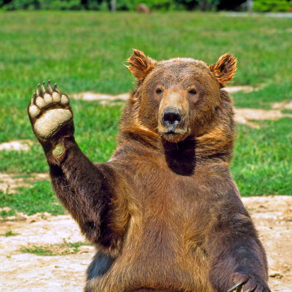 Обои морда, медведь, животное, лапа, приветствие, face, bear, animal, paw, greeting разрешение 2949x1953 Загрузить
