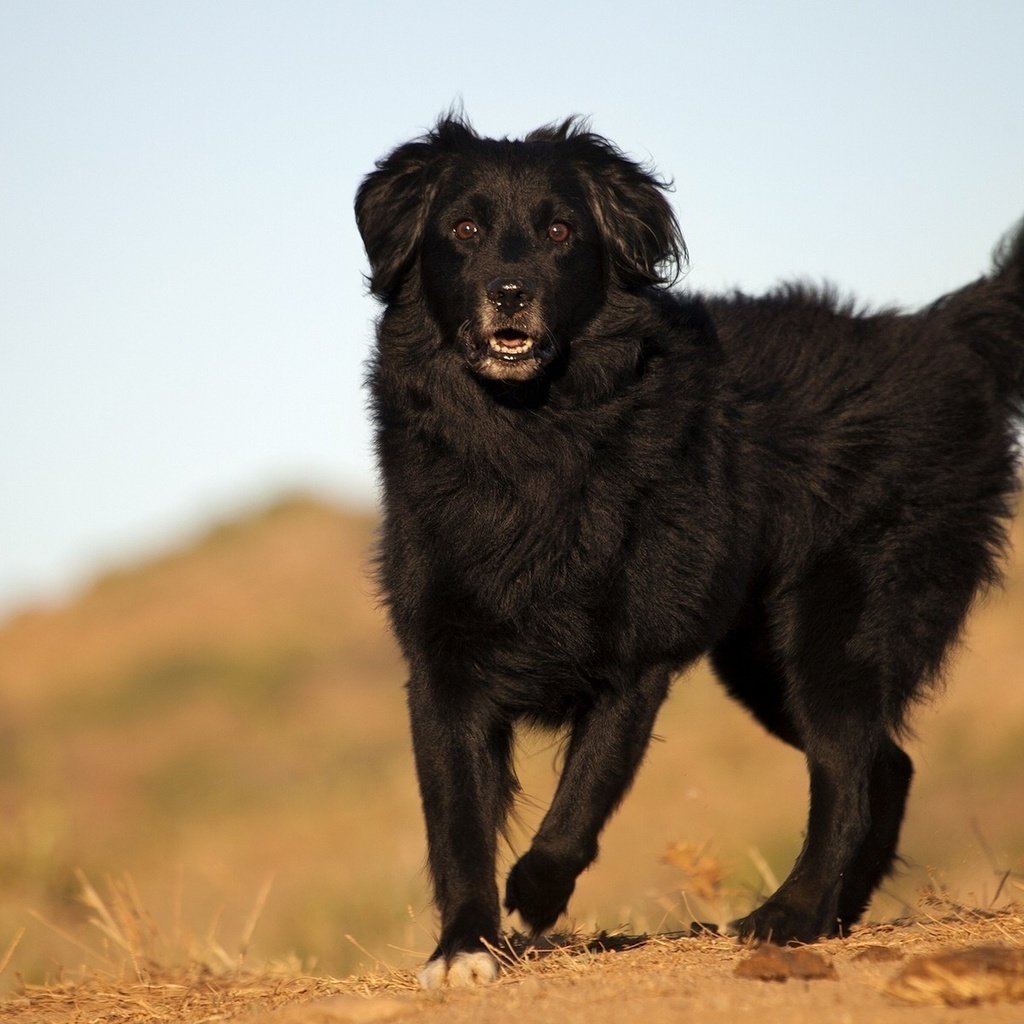 Обои взгляд, черный, собака, пес, look, black, dog разрешение 1920x1200 Загрузить