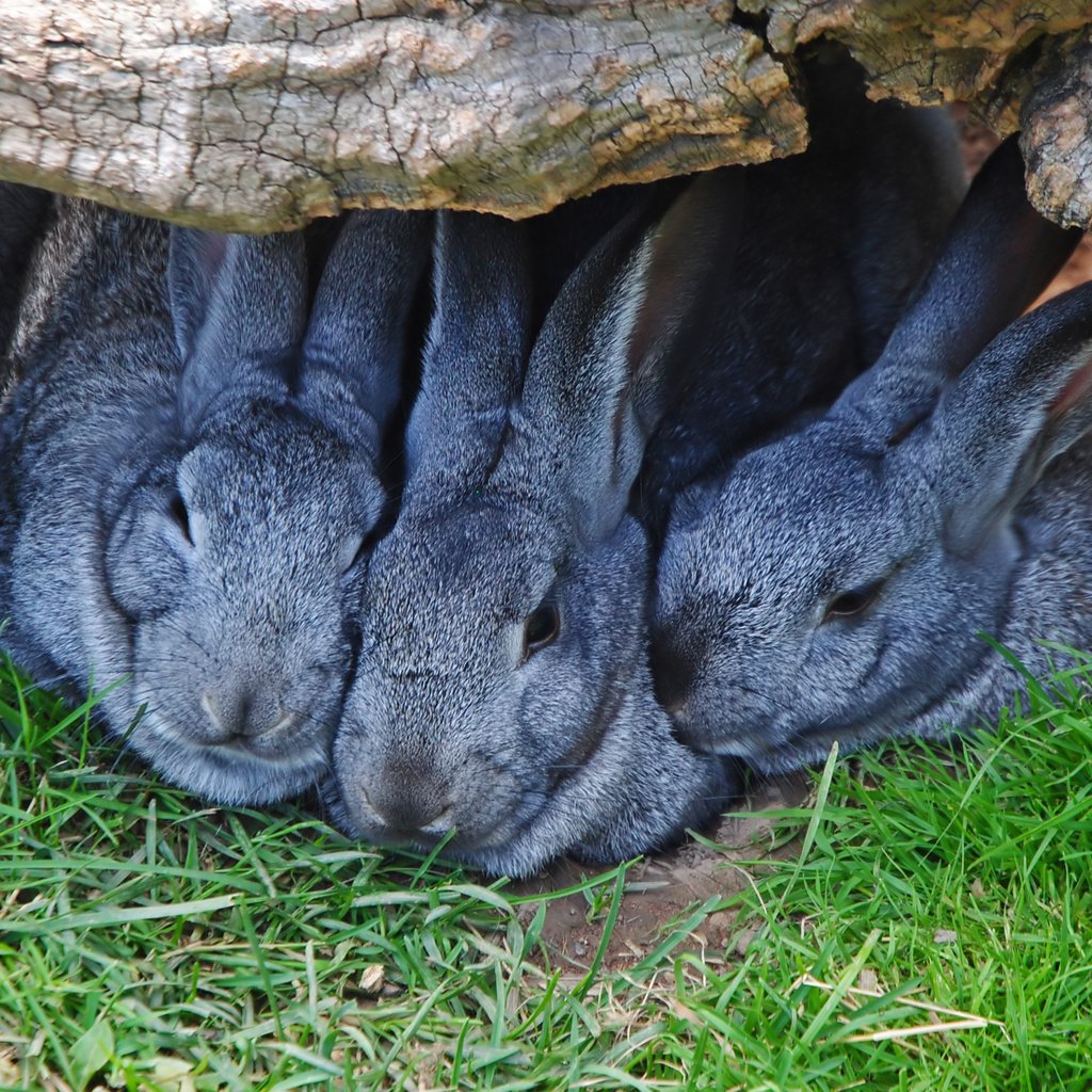 К чему снятся кролики во сне женщине. Кролики. Серый кролик. Кролик фото. Крольчонок.