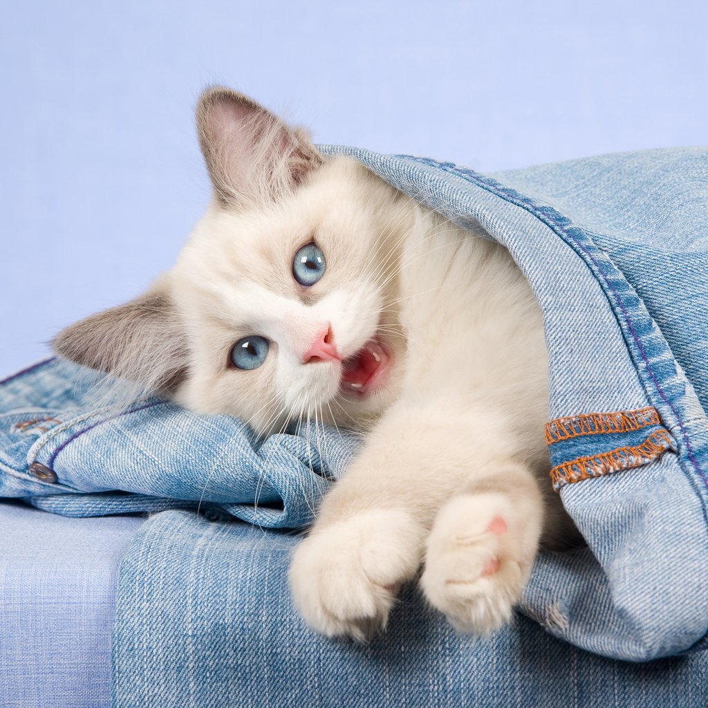 Обои кошка, взгляд, котенок, джинсы, голубые глаза, cat, look, kitty, jeans, blue eyes разрешение 2880x1800 Загрузить