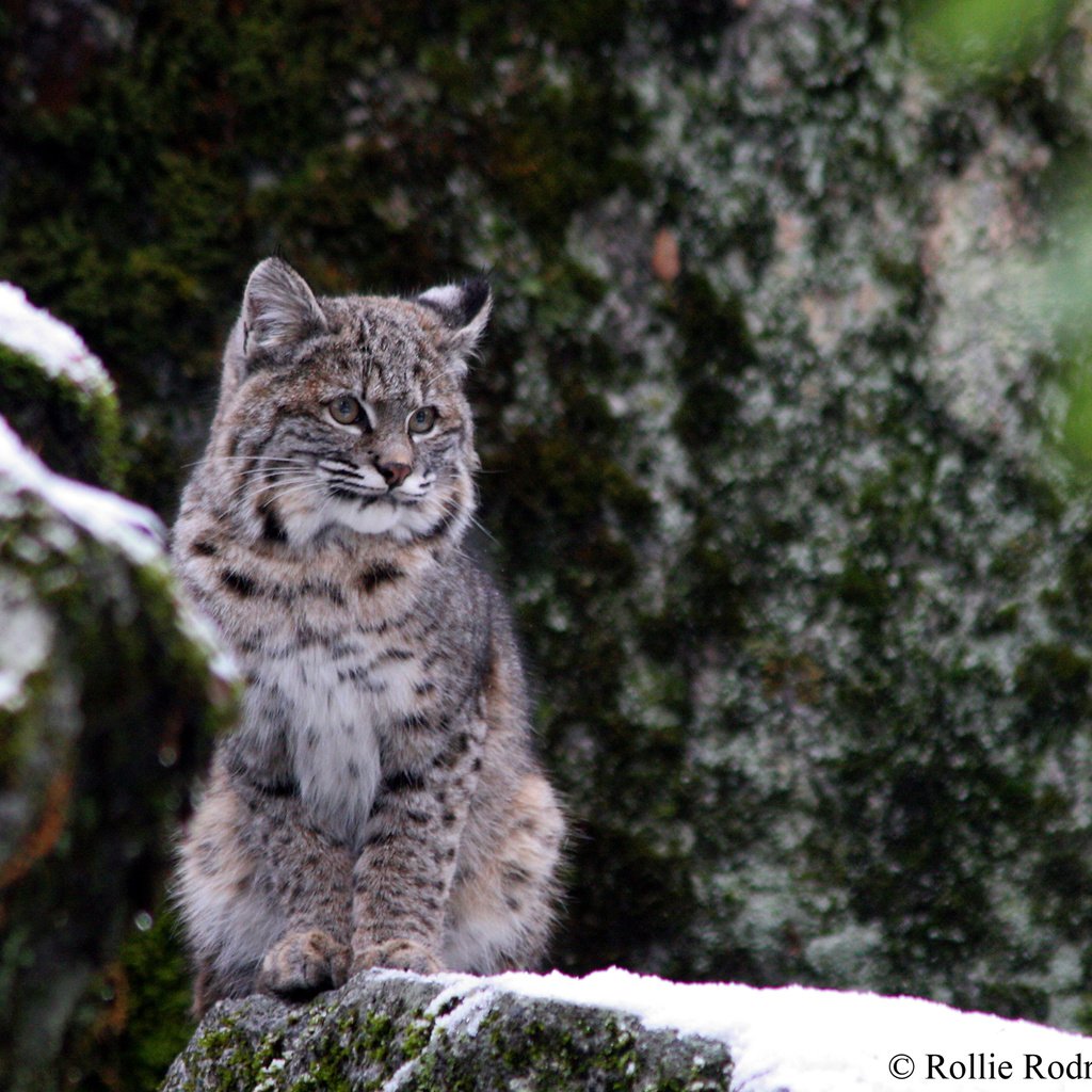 Обои снег, зима, рысь, дикая кошка, йосемитский национальный парк, snow, winter, lynx, wild cat, yosemite national park разрешение 2880x1800 Загрузить