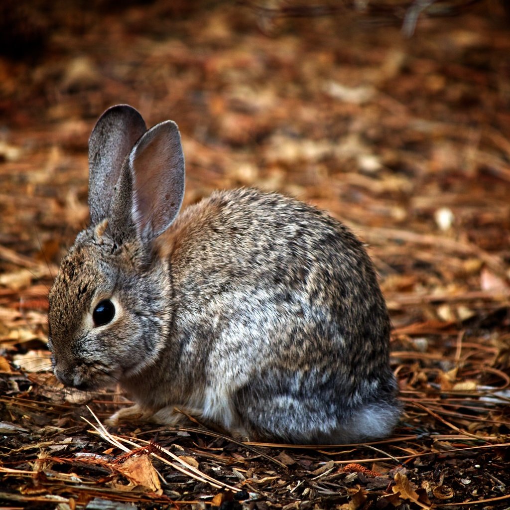 Обои природа, животные, ушки, зайцы, заяц, зайчик, nature, animals, ears, rabbits, hare, bunny разрешение 3600x2400 Загрузить