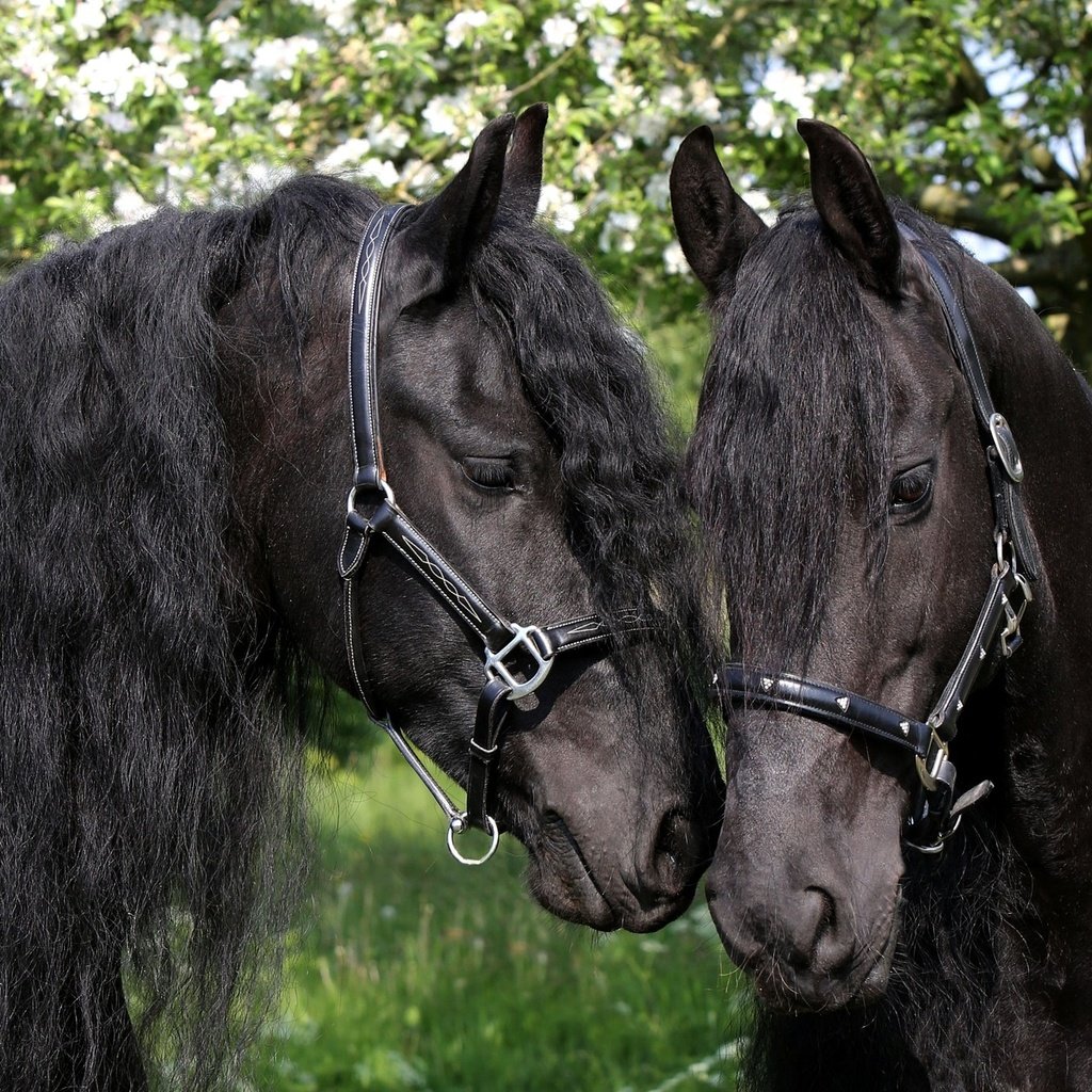 Обои лошади, грива, чёрные, яблони, пара коней вороных, horse, mane, black, apple, a pair of horses black horses разрешение 2048x1363 Загрузить