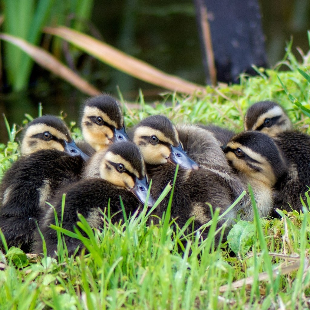 Обои трава, птицы, утята, утки, grass, birds, ducklings, duck разрешение 2048x1371 Загрузить