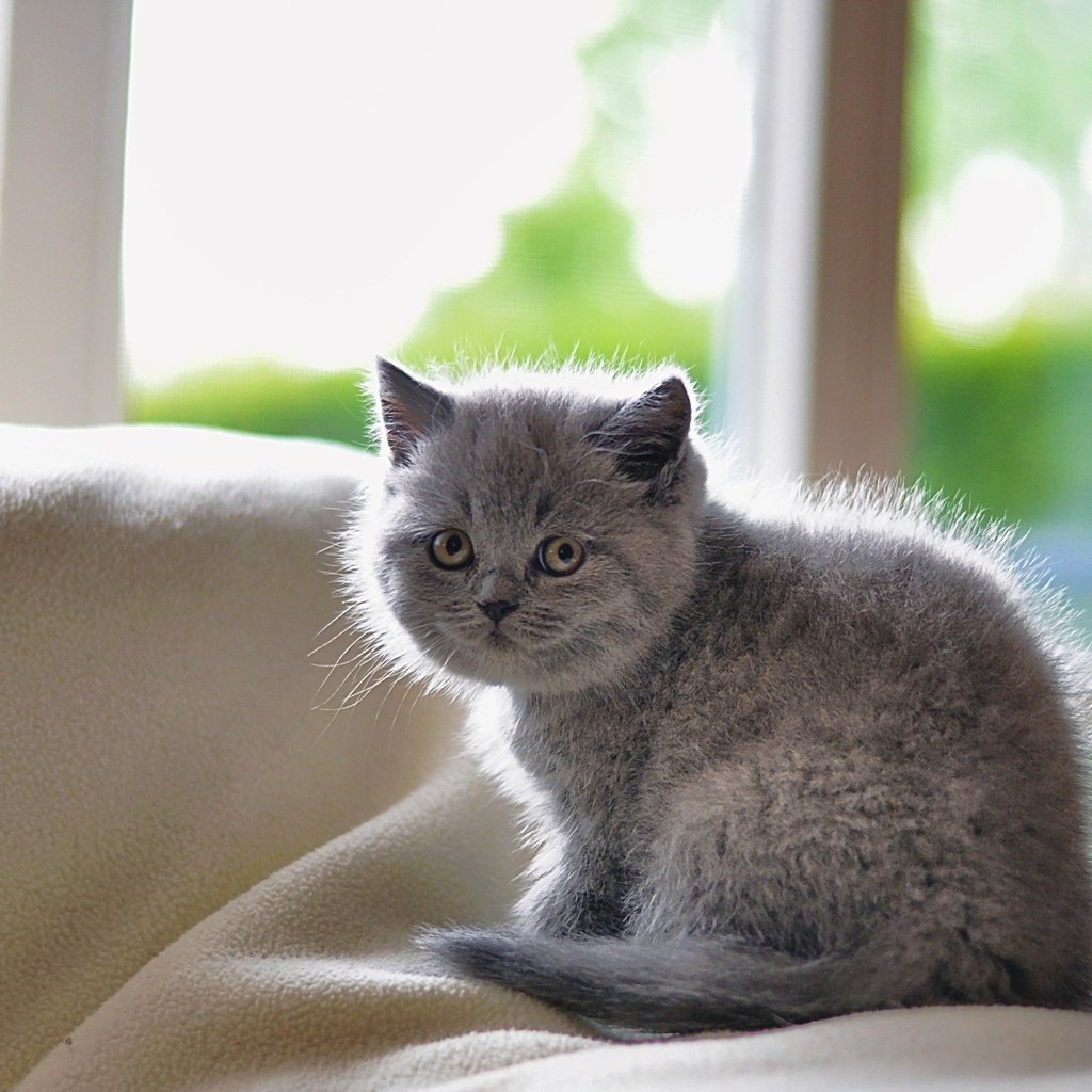 Обои кошка, котенок, порода, короткошерстная, британская, cat, kitty, breed, shorthair, british разрешение 2560x1600 Загрузить