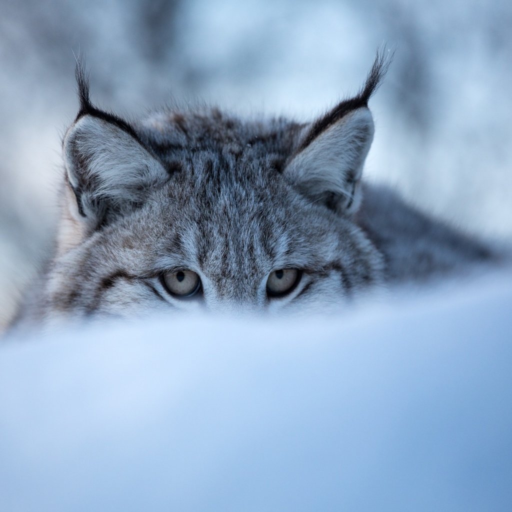 Обои глаза, морда, снег, зима, рысь, дикая кошка, eyes, face, snow, winter, lynx, wild cat разрешение 3600x2400 Загрузить